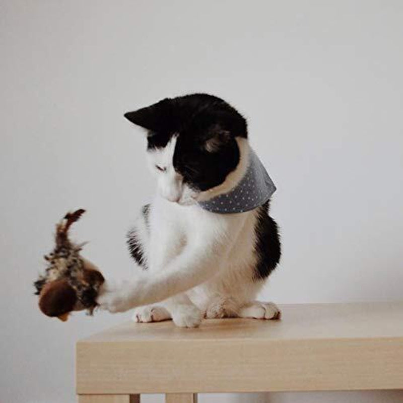 Interactive Cat Toy - ChirpBird