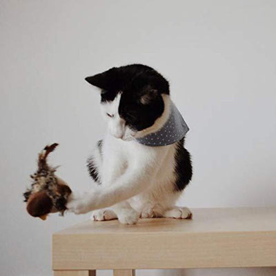 Interactive Cat Toy - ChirpBird