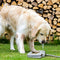 Interactive Dog Fountain Toy - PawSplash