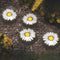 Volmira - Bright Daisy Solar Outdoor String Lights