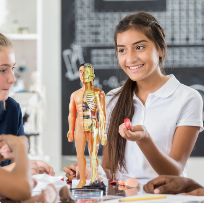 BioBouw Wonder – Educatief Anatomiemodel voor Kinderen – Leren & Ontdekken