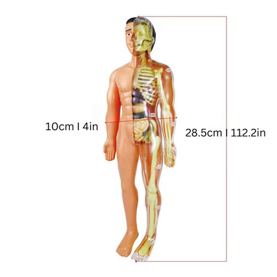 BioBouw Wonder – Educatief Anatomiemodel voor Kinderen – Leren & Ontdekken