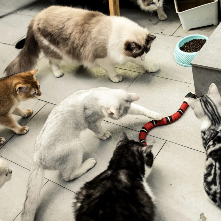 Katten Jachtspeeltje - SlitherPlay